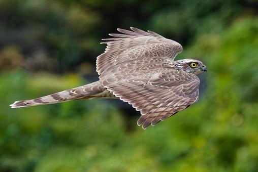 山中を滑空するハイタカ幼鳥 ハイタカ,灰鷹,鷂の写真素材