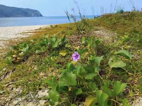海岸とハマヒルガオ 海岸,ハマヒルガオ,昼顔の写真素材