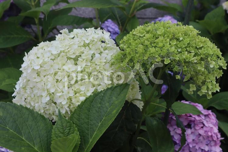 ひたむきな愛 フラワー,紫陽花,梅雨の写真素材