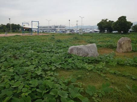 神戸空港島中央緑地 神戸空港島中央緑地,中央緑地,神戸空港島の写真素材