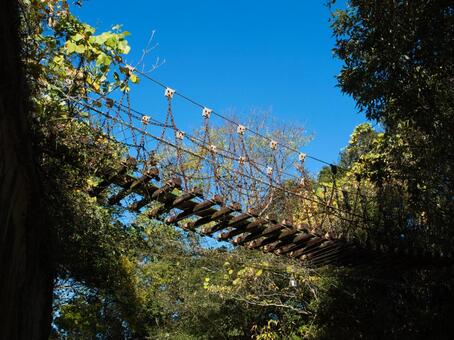 吊り橋 吊り橋,橋,アスレチックの写真素材