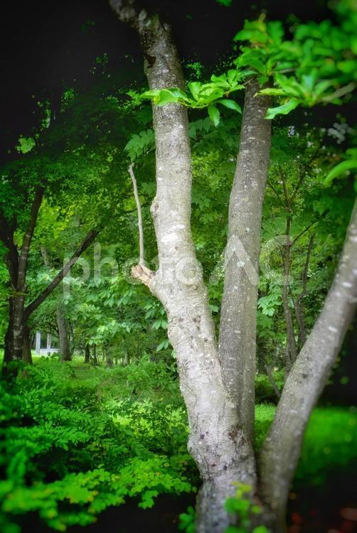 杖を持つ木 木,自然,グリーンの写真素材