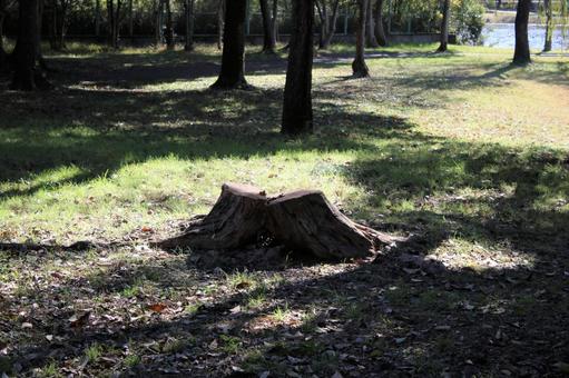 Sunlight filtering through the stump, JPG