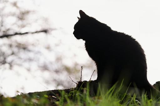 黒猫のシルエット(野良猫) 黒猫のシルエット(野良猫) 猫,野良猫,黒猫の写真素材