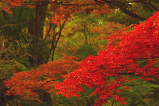 autumn leaves, JPG autumn leaves, JPG