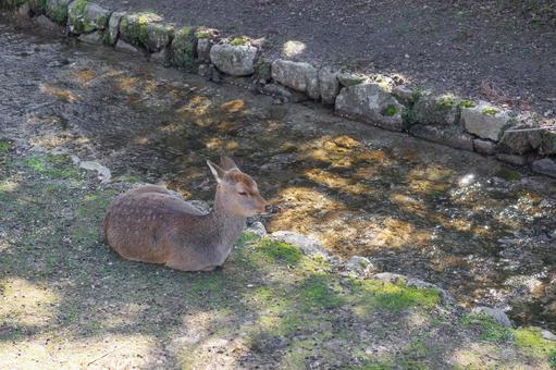 Deer of Miyajima in Aki, JPG