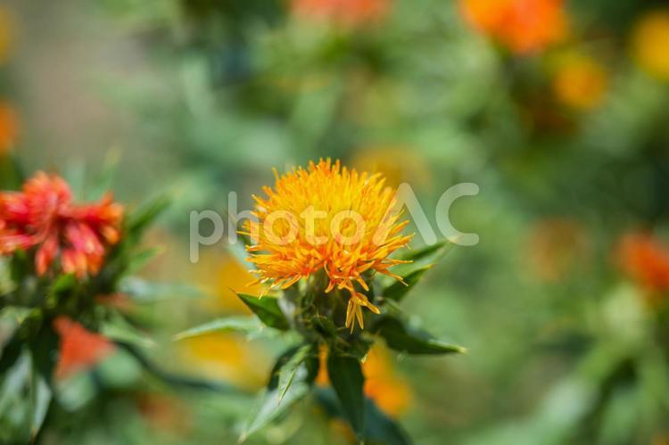 夏の花　山形名産の紅花 夏,花,山形名産の写真素材