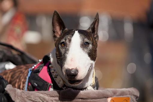 ブルテリアのポートレート 犬,ブルテリア,テリアの写真素材