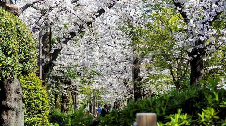 春の南砂緑道公園・桜並木（東京都江東区） 春,桜,南砂緑道公園の写真素材