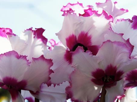 シクラメン Cyclamen シクラメン Cyclamen シクラメン,マクロ,花形多彩の写真素材