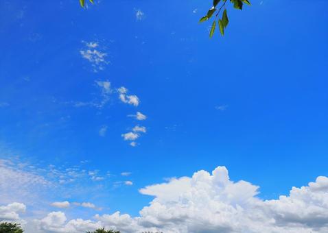 Trees and summer sky, JPG