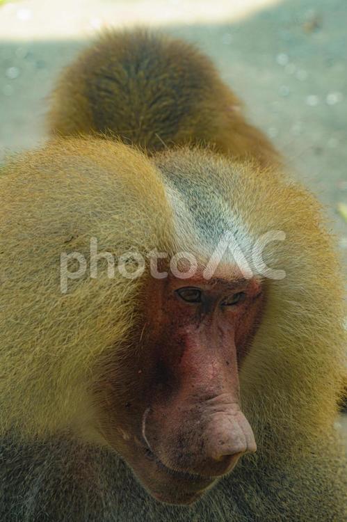 シンガポール動物園のマントヒヒのイメージ マントヒヒ,猿,動物の写真素材