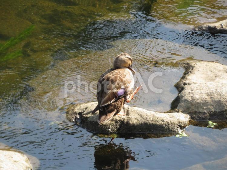 川中の石上で羽づくろいするカルガモ カルガモ,鳥,鳥類の写真素材