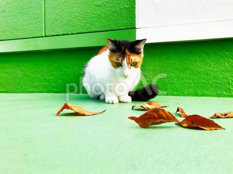 落ち葉と三毛猫③ 三毛猫,calico,catの写真素材