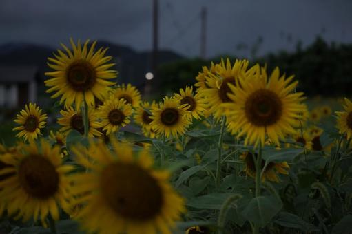 <五島風景>雨の中満開のヒマワリ畑の景色 <五島風景>雨の中満開のヒマワリ畑の景色の写真