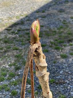 タラの芽_20250405_02 タラの芽,タラの木,新芽の写真素材