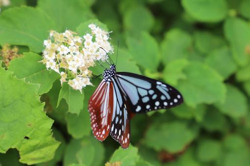 アサギマダラ アサギマダラの写真
