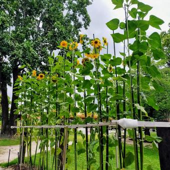 植物園 植物園 福岡,福岡市植物園,夏の写真素材