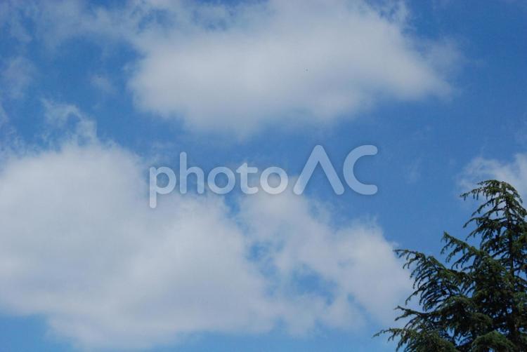 青空と雲と木々 空,青空,雲の写真素材