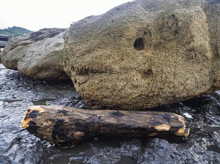 流木 流木 流木,磯,海岸の写真素材