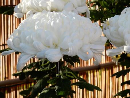 【風景写真】福山菊花展覧会の風景 キク,菊,菊花展の写真素材