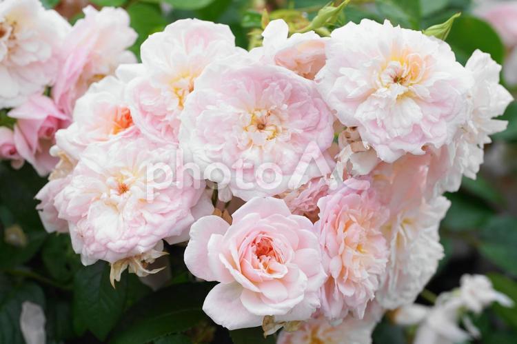 薔薇の香りに包まれて バラ,薔薇,ばらの写真素材