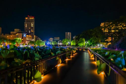 【秋田】夜の千秋公園 蓮の花 2025 【秋田】夜の千秋公園 蓮の花 2025の写真