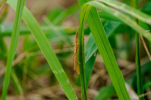 Long-legged grasshopper (1), JPG