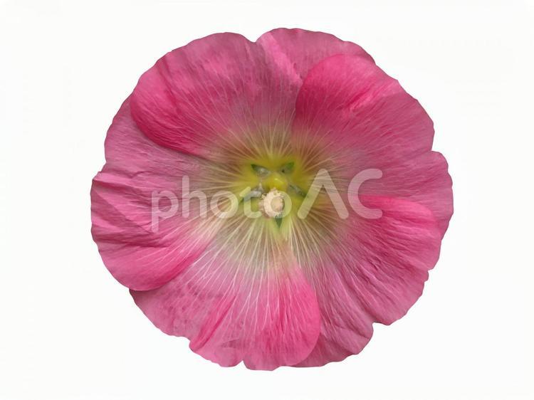 ピンクのたちあおいの花 (PSD) 花,立葵,ピンクの花の写真素材
