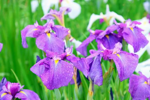 Iris Flower 25-16, JPG