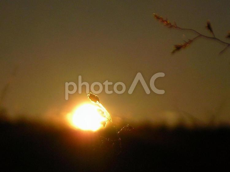 夕日と植物 夕日,太陽,空の写真素材