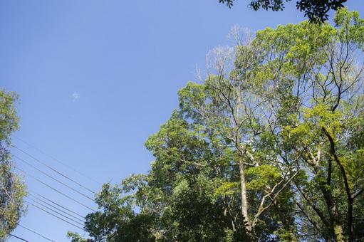 公園の木 公園の木の写真