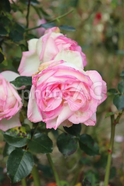 フランス生まれのピンクの薔薇、プリンセス・ドゥ・モナコ プリンセス・ドゥ・モナコ,薔薇,花の写真素材