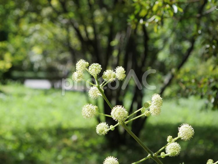 ウコギ科の植物が花を咲かせている ウコギ科,花,植物の写真素材