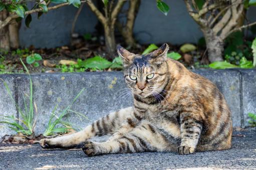 猫(236) 猫(236) 猫,食肉目,ネコ科の写真素材