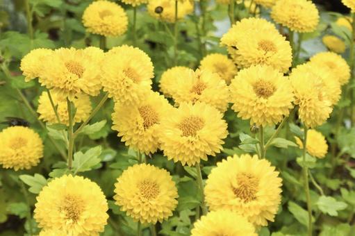 黄色い菊② 菊,黄色,緑の写真素材