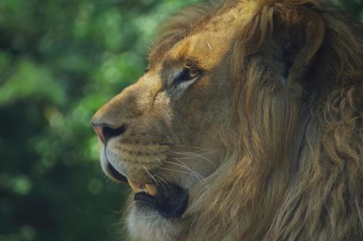 ライオン ライオン,１頭,目線の写真素材