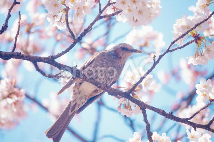 満開の桜とヒヨドリ 桜,さくら,サクラの写真素材