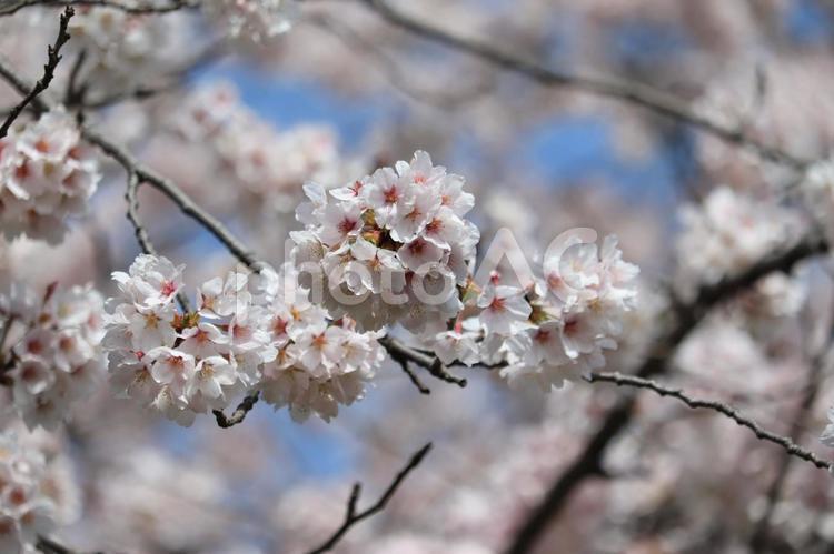 桜−ソメイヨシノ 桜,ピンク,春の写真素材