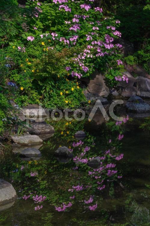 アジサイと池 アジサイ,水面,池の写真素材