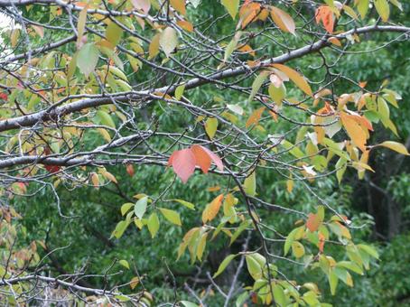 紅葉の始まり 葉っぱ,緑,紅葉の写真素材