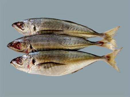 アジ アジ,マアジ,魚の写真素材
