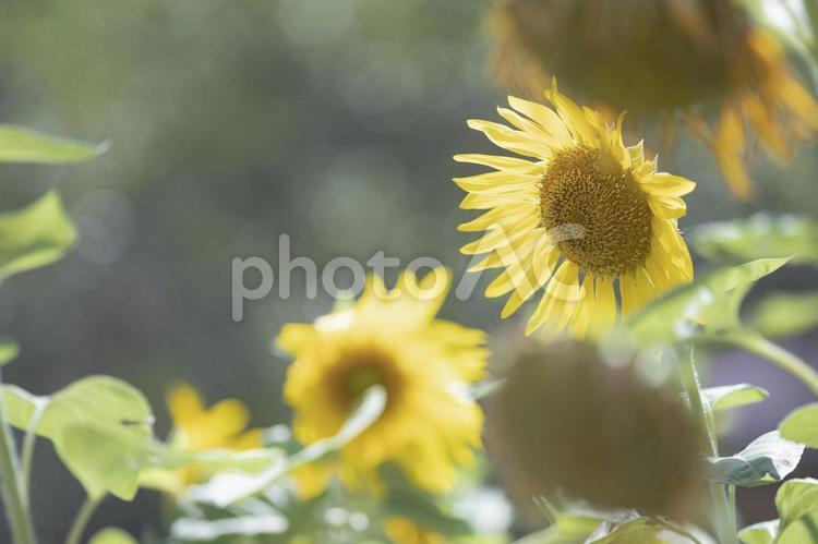 夏の終わりのひまわり ひまわり,夏,植物の写真素材