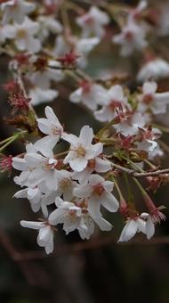 桜 桜の写真