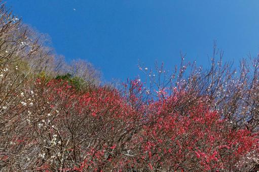 青空に映える満開の紅梅 梅,迎春,梅の花の写真素材