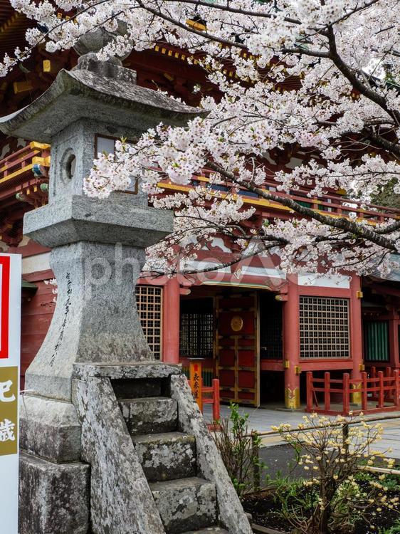 塩釜神社の桜(25) 塩釜神社,陸奥国一宮,重要文化財の写真素材