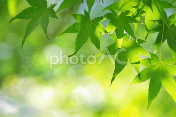 黄緑色のモミジのかわいい葉の背景素材 紅葉,モミジ,新緑の写真素材