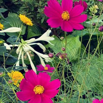 花 花の写真