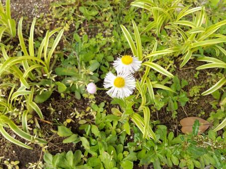 花 花の写真