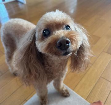 トイプードル トイプードル,犬,いぬの写真素材